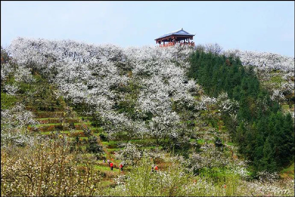 【春天，广西桂林灌阳县向您发出邀请！】我们在灌阳看梨花 - 游山玩水 - 淮安生活社区 - 淮安28生活网 ha.28life.net