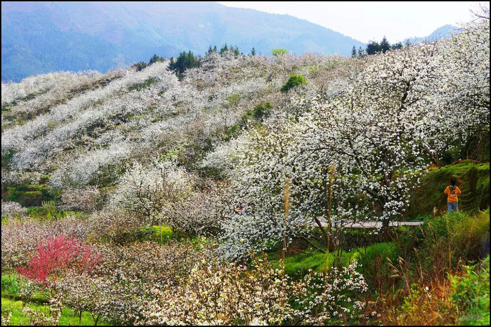 【春天，广西桂林灌阳县向您发出邀请！】我们在灌阳看梨花 - 游山玩水 - 淮安生活社区 - 淮安28生活网 ha.28life.net