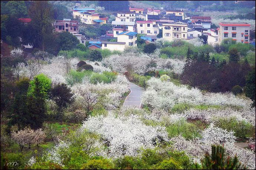 【春天，广西桂林灌阳县向您发出邀请！】我们在灌阳看梨花 - 游山玩水 - 淮安生活社区 - 淮安28生活网 ha.28life.net