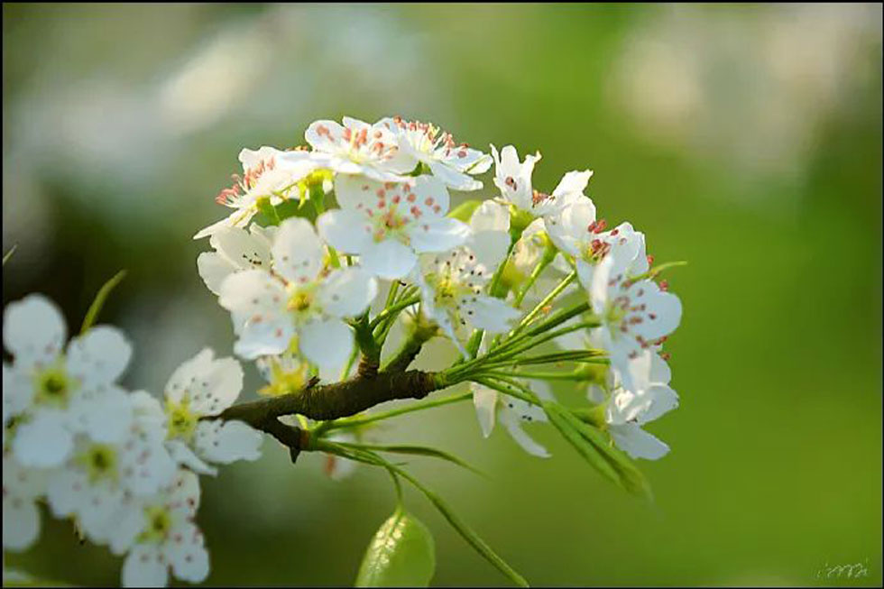 【春天，广西桂林灌阳县向您发出邀请！】我们在灌阳看梨花 - 游山玩水 - 淮安生活社区 - 淮安28生活网 ha.28life.net