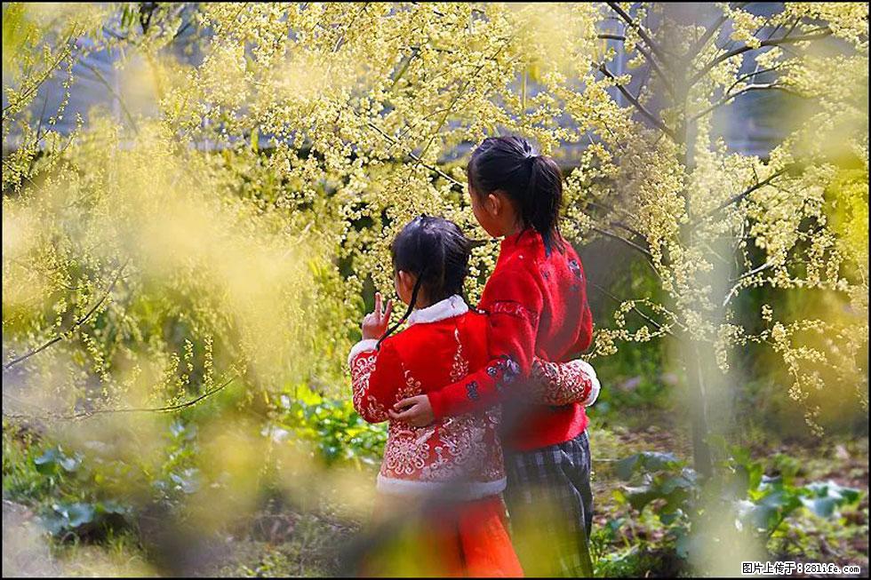 【春天，广西桂林灌阳县向您发出邀请！】米珠山前有片山苍子花在飘香 - 游山玩水 - 淮安生活社区 - 淮安28生活网 ha.28life.net