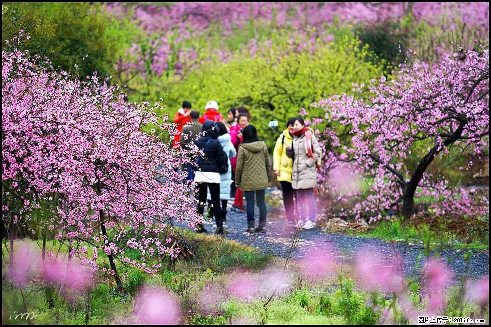 【春天，广西桂林灌阳县向您发出邀请！】官庄村有个醉美的桃花园 - 游山玩水 - 淮安生活社区 - 淮安28生活网 ha.28life.net
