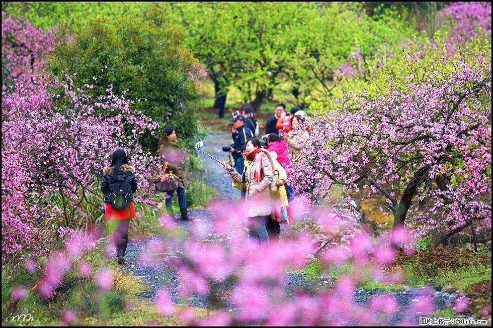 【春天，广西桂林灌阳县向您发出邀请！】官庄村有个醉美的桃花园 - 游山玩水 - 淮安生活社区 - 淮安28生活网 ha.28life.net