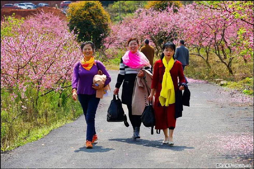 【春天，广西桂林灌阳县向您发出邀请！】官庄村有个醉美的桃花园 - 游山玩水 - 淮安生活社区 - 淮安28生活网 ha.28life.net