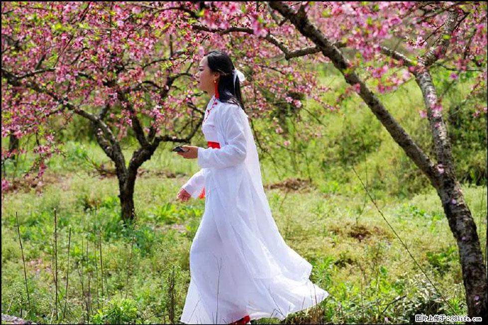 【春天，广西桂林灌阳县向您发出邀请！】官庄村有个醉美的桃花园 - 游山玩水 - 淮安生活社区 - 淮安28生活网 ha.28life.net