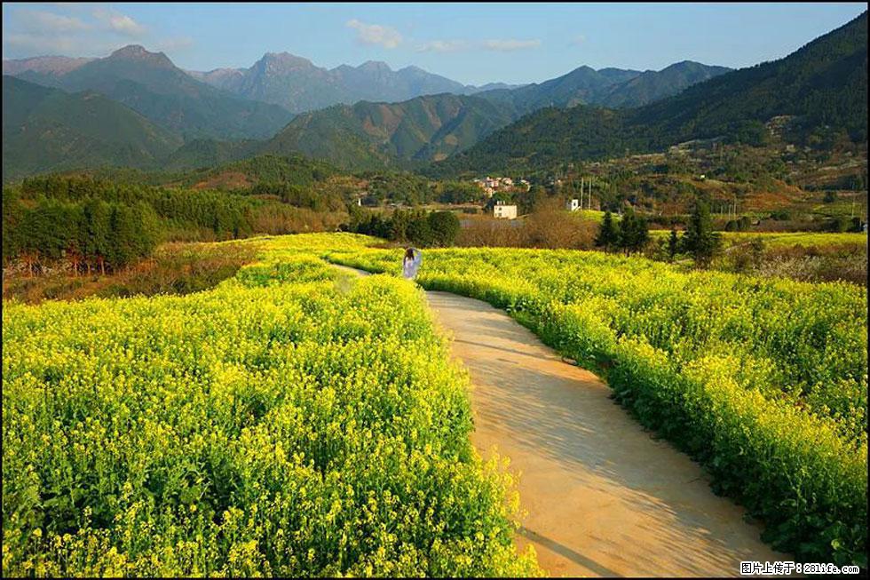 【春天，广西桂林灌阳县向您发出邀请！】长坪村油菜盛情花开 - 游山玩水 - 淮安生活社区 - 淮安28生活网 ha.28life.net