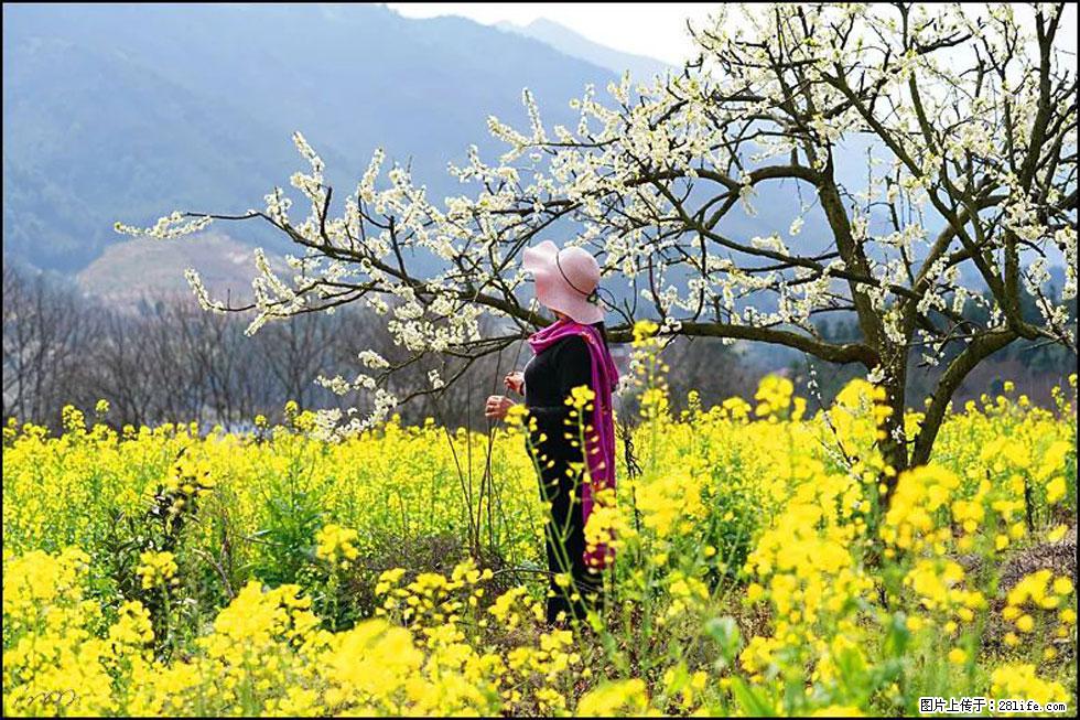 【春天，广西桂林灌阳县向您发出邀请！】长坪村油菜盛情花开 - 游山玩水 - 淮安生活社区 - 淮安28生活网 ha.28life.net