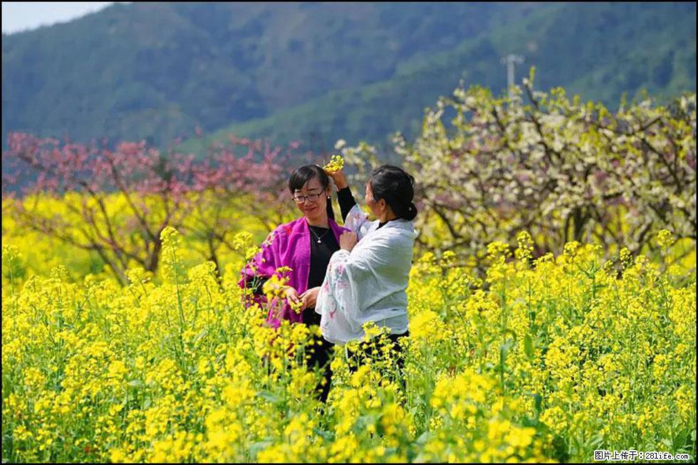 【春天，广西桂林灌阳县向您发出邀请！】长坪村油菜盛情花开 - 游山玩水 - 淮安生活社区 - 淮安28生活网 ha.28life.net