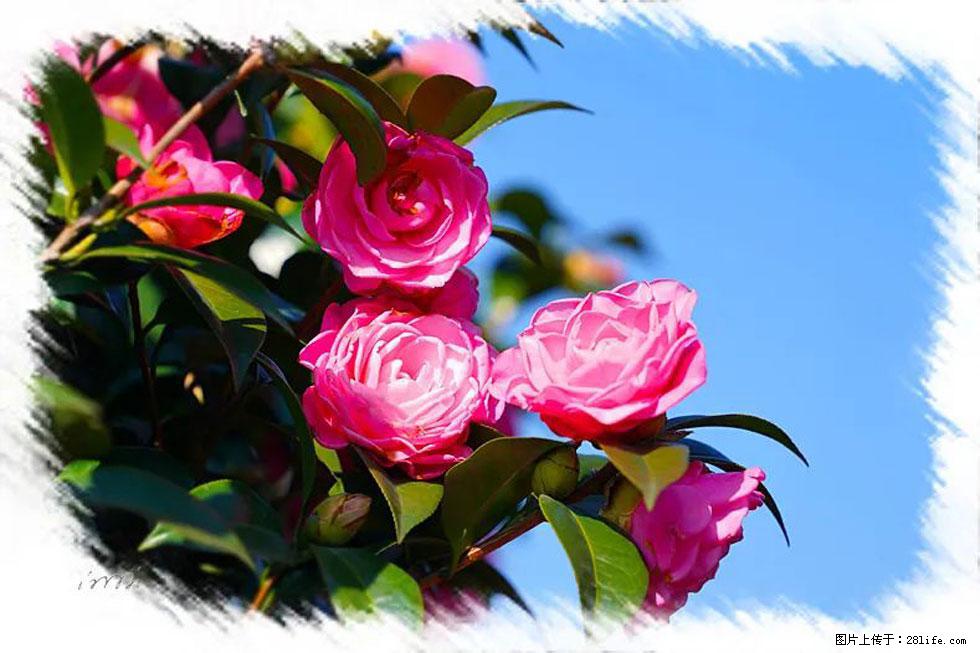 【春天，广西桂林灌阳县向您发出邀请！】杨柳井茶花惹人爱 - 游山玩水 - 淮安生活社区 - 淮安28生活网 ha.28life.net