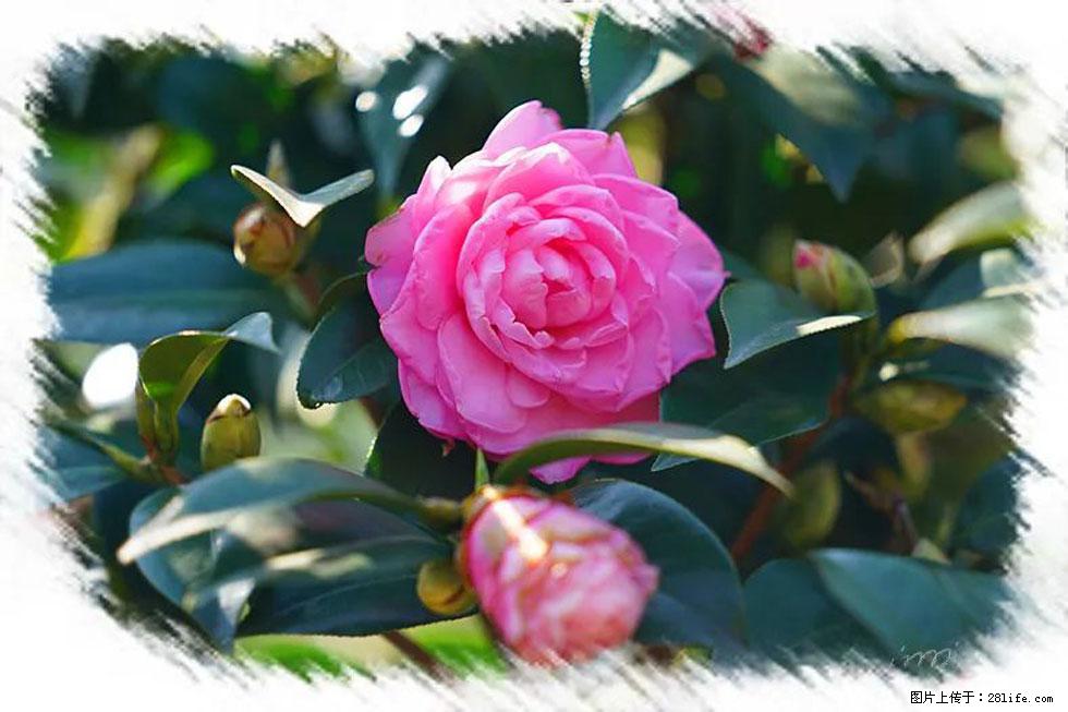 【春天，广西桂林灌阳县向您发出邀请！】杨柳井茶花惹人爱 - 游山玩水 - 淮安生活社区 - 淮安28生活网 ha.28life.net