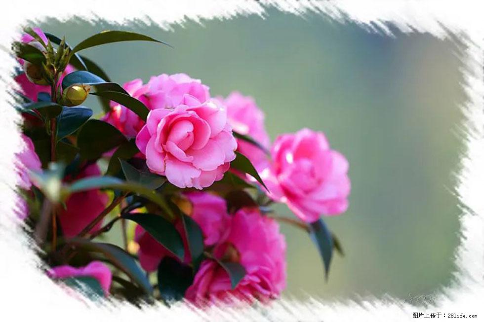 【春天，广西桂林灌阳县向您发出邀请！】杨柳井茶花惹人爱 - 游山玩水 - 淮安生活社区 - 淮安28生活网 ha.28life.net