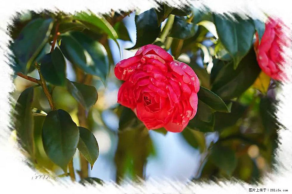 【春天，广西桂林灌阳县向您发出邀请！】杨柳井茶花惹人爱 - 游山玩水 - 淮安生活社区 - 淮安28生活网 ha.28life.net