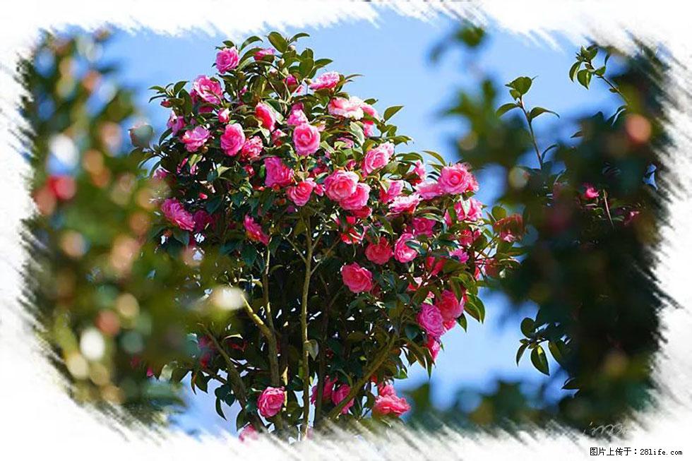 【春天，广西桂林灌阳县向您发出邀请！】杨柳井茶花惹人爱 - 游山玩水 - 淮安生活社区 - 淮安28生活网 ha.28life.net