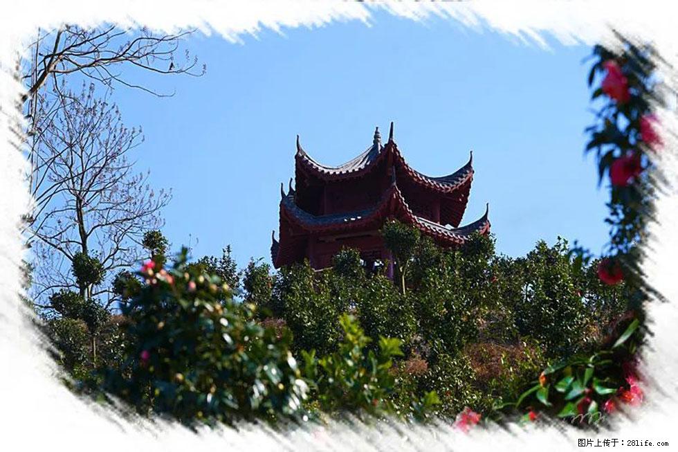 【春天，广西桂林灌阳县向您发出邀请！】杨柳井茶花惹人爱 - 游山玩水 - 淮安生活社区 - 淮安28生活网 ha.28life.net