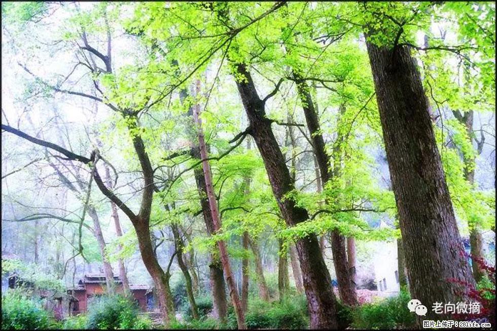 【春天，广西桂林灌阳县向您发出邀请！】在小龙村与春天约会 - 游山玩水 - 淮安生活社区 - 淮安28生活网 ha.28life.net