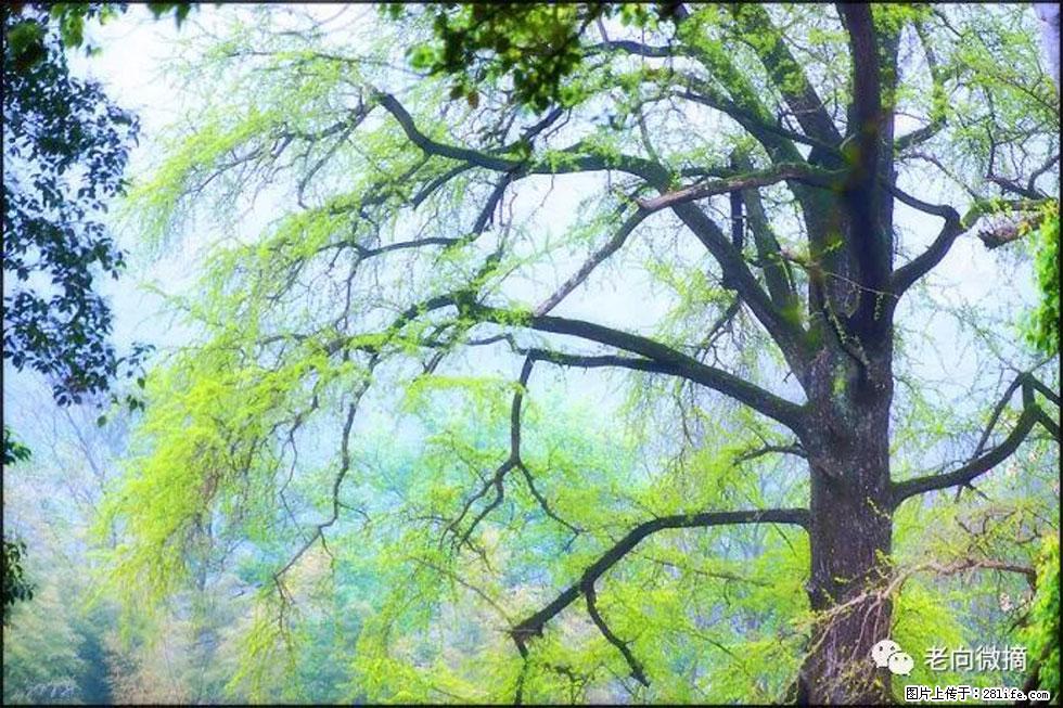 【春天，广西桂林灌阳县向您发出邀请！】在小龙村与春天约会 - 游山玩水 - 淮安生活社区 - 淮安28生活网 ha.28life.net