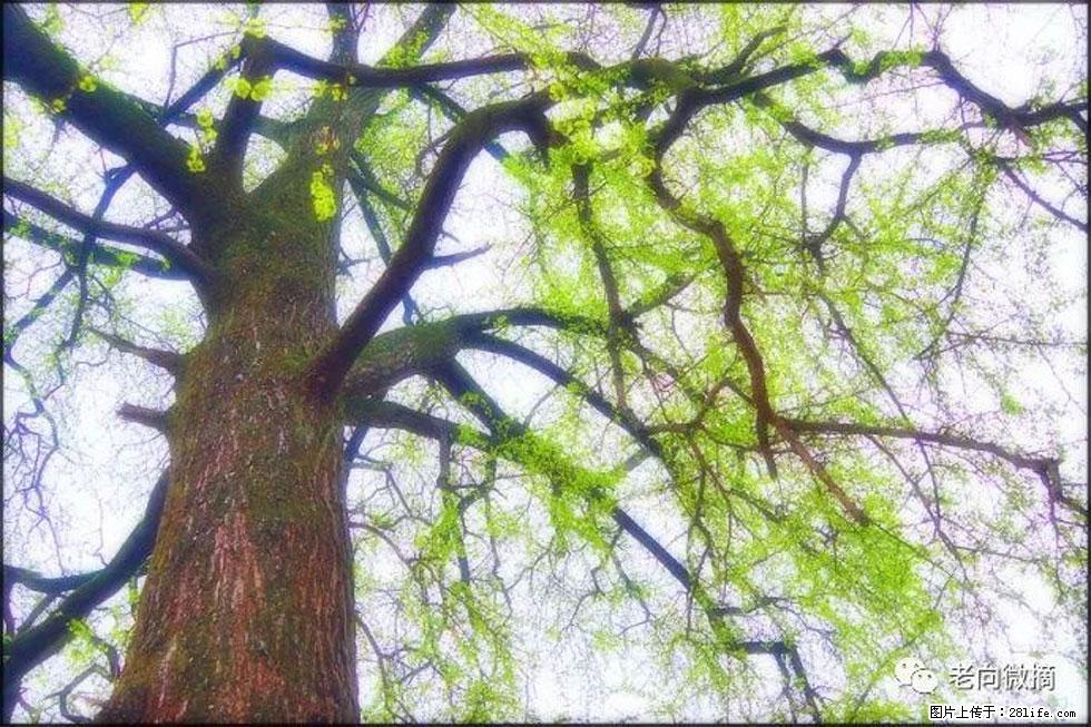 【春天，广西桂林灌阳县向您发出邀请！】在小龙村与春天约会 - 游山玩水 - 淮安生活社区 - 淮安28生活网 ha.28life.net