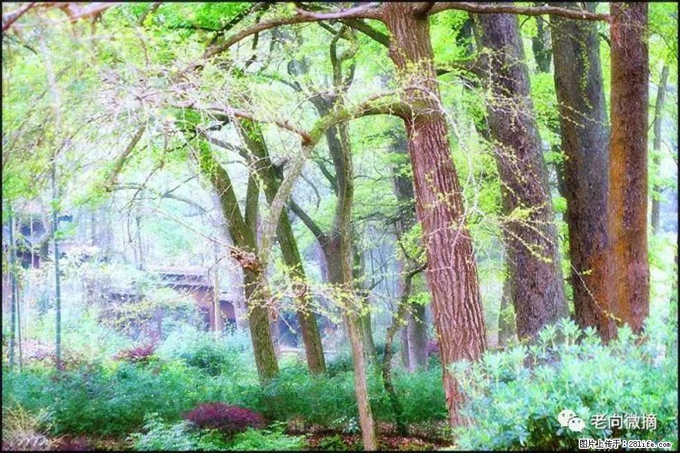 【春天，广西桂林灌阳县向您发出邀请！】在小龙村与春天约会 - 游山玩水 - 淮安生活社区 - 淮安28生活网 ha.28life.net