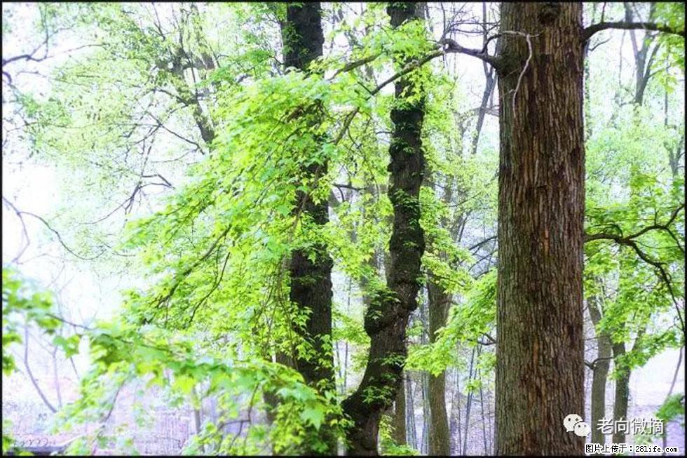 【春天，广西桂林灌阳县向您发出邀请！】在小龙村与春天约会 - 游山玩水 - 淮安生活社区 - 淮安28生活网 ha.28life.net