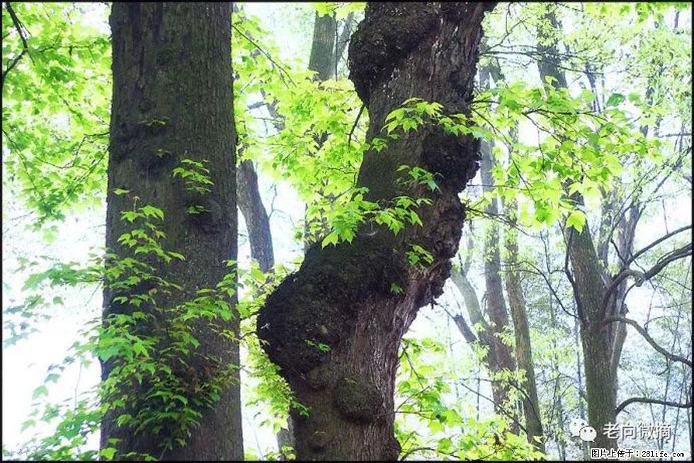 【春天，广西桂林灌阳县向您发出邀请！】在小龙村与春天约会 - 游山玩水 - 淮安生活社区 - 淮安28生活网 ha.28life.net