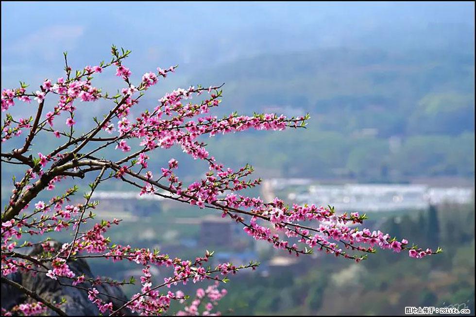 【春天，广西桂林灌阳县向您发出邀请！】望月岭上桃花开 - 游山玩水 - 淮安生活社区 - 淮安28生活网 ha.28life.net