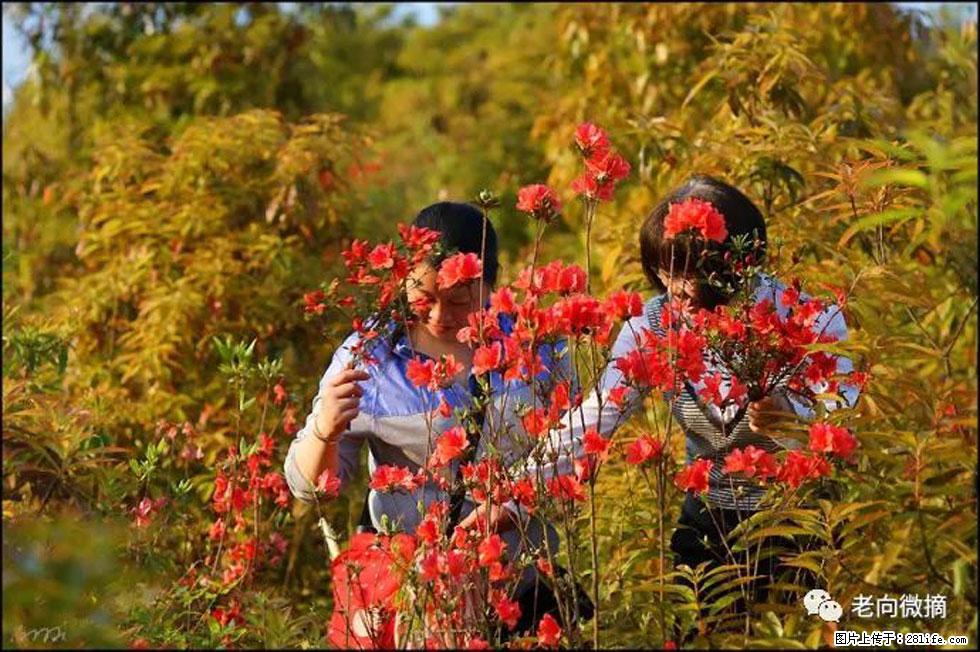 【春天，广西桂林灌阳县向您发出邀请！】登麒麟山，相约映山红 - 游山玩水 - 淮安生活社区 - 淮安28生活网 ha.28life.net