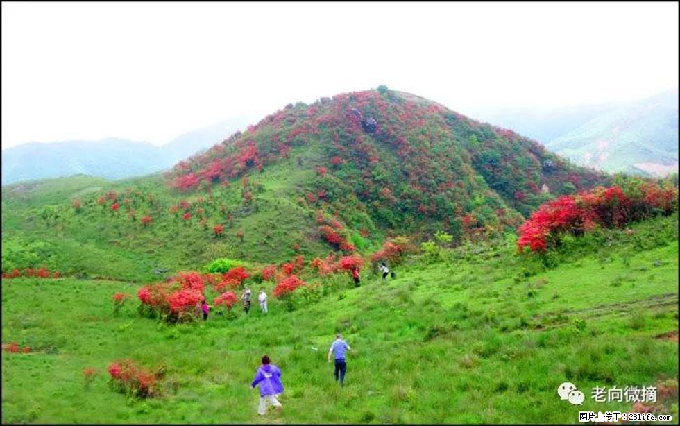 【春天，广西桂林灌阳县向您发出邀请！】宝盖山上映山红 - 游山玩水 - 淮安生活社区 - 淮安28生活网 ha.28life.net