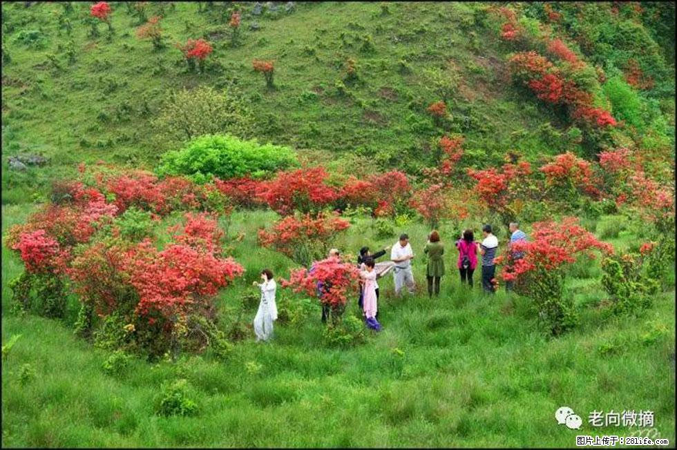 【春天，广西桂林灌阳县向您发出邀请！】宝盖山上映山红 - 游山玩水 - 淮安生活社区 - 淮安28生活网 ha.28life.net