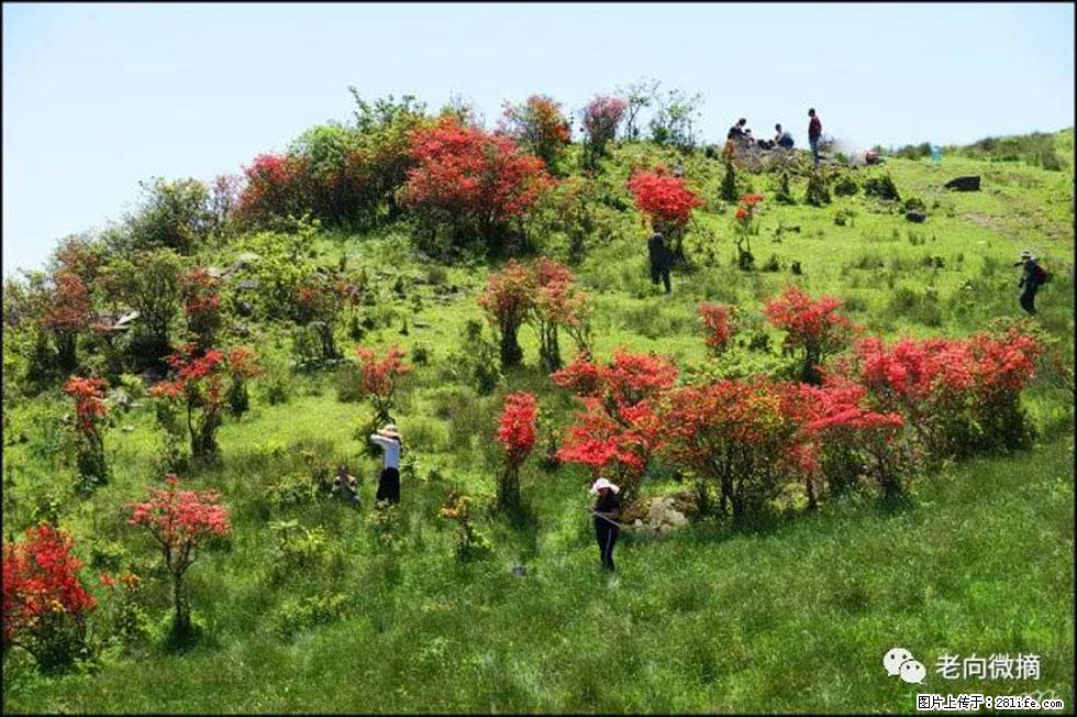 【春天，广西桂林灌阳县向您发出邀请！】宝盖山上映山红 - 游山玩水 - 淮安生活社区 - 淮安28生活网 ha.28life.net