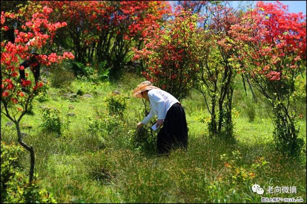 【春天，广西桂林灌阳县向您发出邀请！】宝盖山上映山红 - 游山玩水 - 淮安生活社区 - 淮安28生活网 ha.28life.net