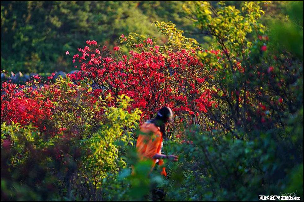 【春天，广西桂林灌阳县向您发出邀请！】春木界上映山红 - 游山玩水 - 淮安生活社区 - 淮安28生活网 ha.28life.net