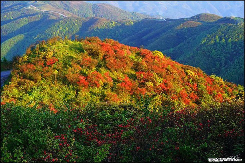 【春天，广西桂林灌阳县向您发出邀请！】春木界上映山红 - 游山玩水 - 淮安生活社区 - 淮安28生活网 ha.28life.net