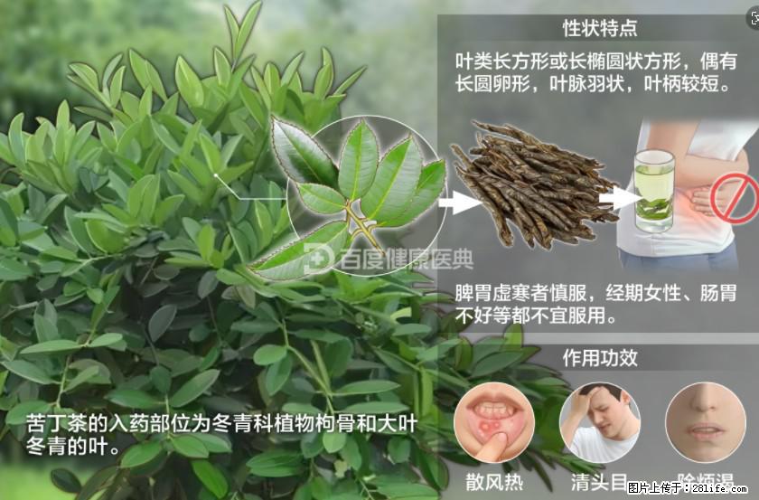 苦丁茶有哪些功效和作用 - 生活百科 - 淮安生活社区 - 淮安28生活网 ha.28life.net