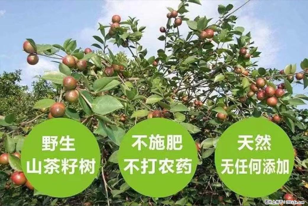 【灌阳县油茶产业示范区】一个有着充实的精神生活的人，对待身外之物自会有一种淡泊的态度 - 美食天地 - 淮安生活社区 - 淮安28生活网 ha.28life.net