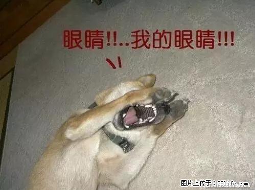 笑癫了！一女的怀孕三年未生，他终于忍不住了... - 娱乐八卦 - 淮安生活社区 - 淮安28生活网 ha.28life.net