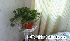 市中心无中介费全新装修独立一室一卫 - 房屋出租 - 房屋租售 - 淮安分类信息 - 淮安28生活网 ha.28life.net