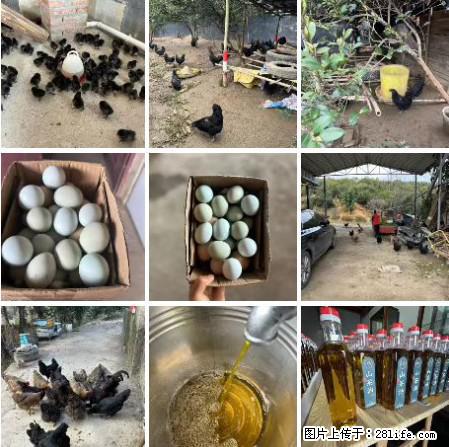 油茶园从小鸡仔开始养起的纯土鸡、土鸡蛋可以预定啦！还有前几天刚榨的纯山茶油哦 - 美食天地 - 淮安生活社区 - 淮安28生活网 ha.28life.net