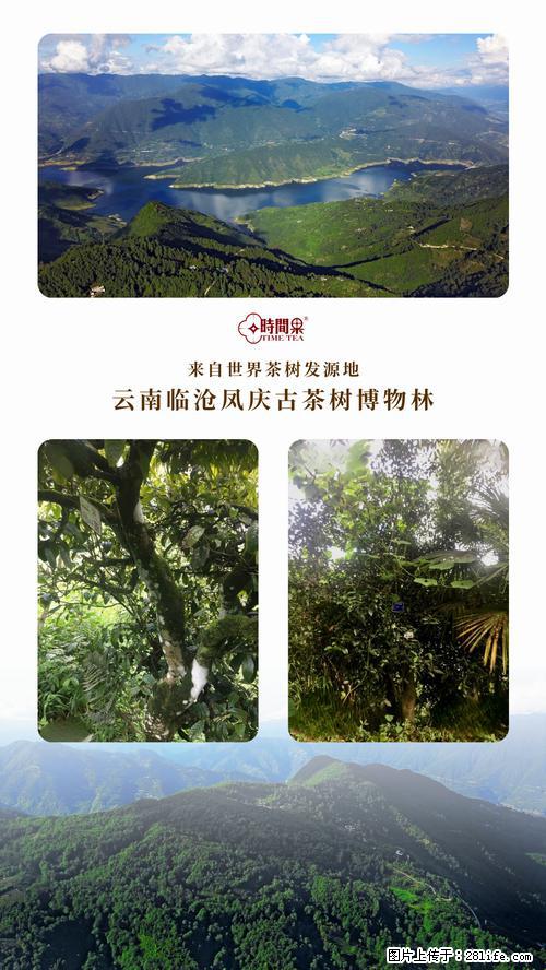 时间果百年古树2025年春红茶 - 购物交流 - 淮安生活社区 - 淮安28生活网 ha.28life.net