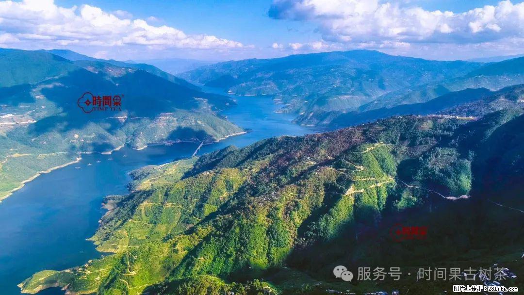 时间果百年古树龙珠普洱生茶 - 购物交流 - 淮安生活社区 - 淮安28生活网 ha.28life.net