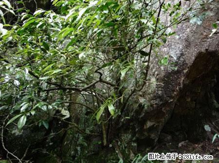 平乐石崖茶，珍贵仅次于金花茶 - 淮安生活资讯 - 淮安28生活网 ha.28life.net