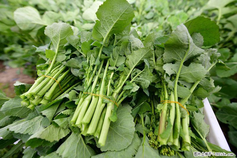 这些蔬菜是“天然钙片”，这6种被医生重点推荐 - 淮安生活资讯 - 淮安28生活网 ha.28life.net