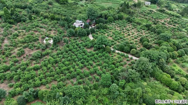 【乡村振兴】文市蜂糖李、黄金奈李迎丰产上市季 甜蜜产业助振兴 - 淮安生活资讯 - 淮安28生活网 ha.28life.net